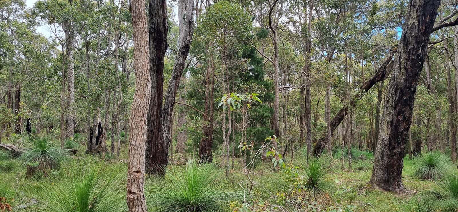 Marri and Jarrah ready to be measured